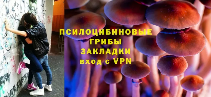 нарко площадка какой сайт  Кандалакша  Галлюциногенные грибы Psilocybe 